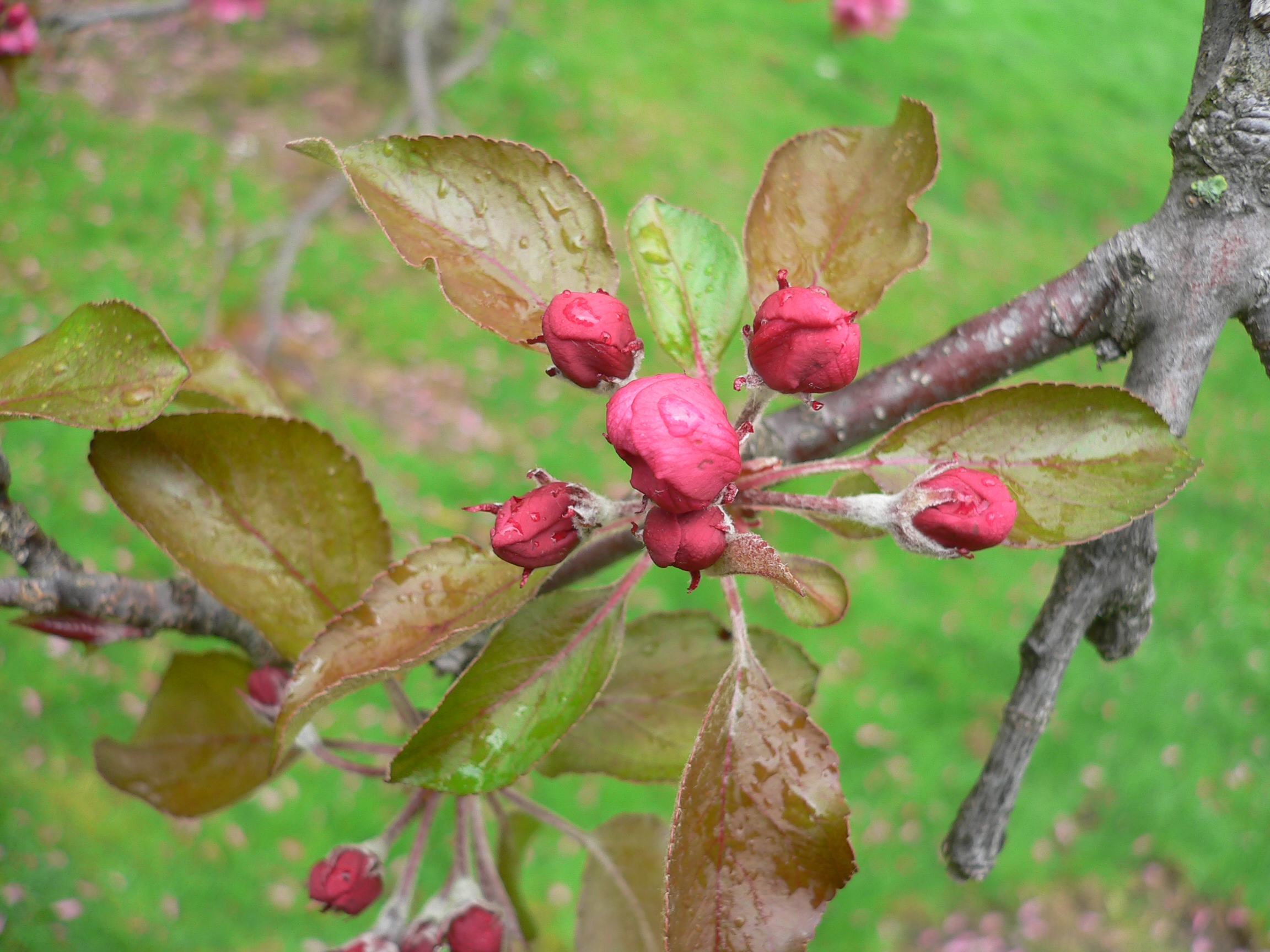 Pommier du Japon - Malus purpurea