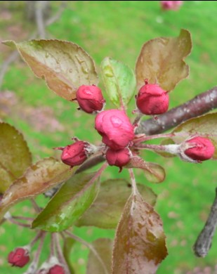 Pommier du Japon - Malus purpurea