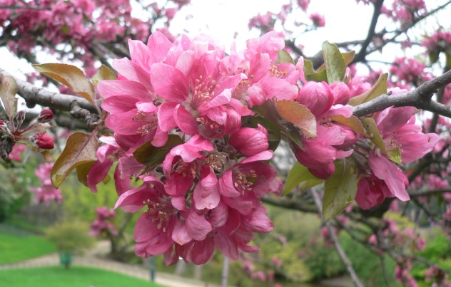 Pommier du Japon - Malus purpurea
