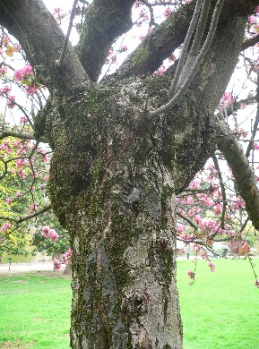 Pommier du Japon - Malus purpurea