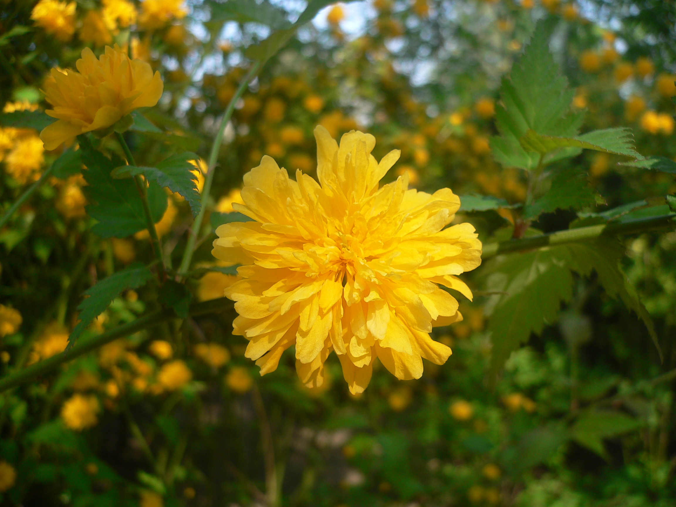 Forsythia