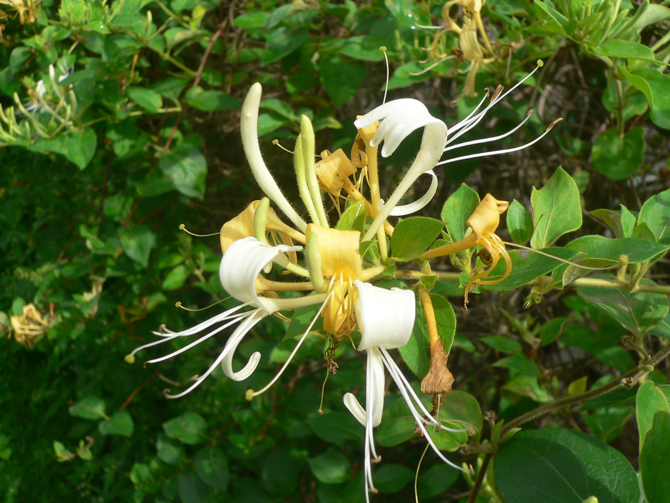 Chèvrefeuille des bois - Lonicera periclymenum