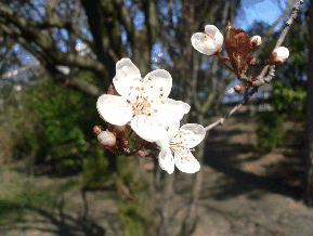 prunus