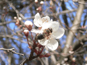 prunus