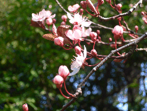 prunus