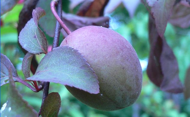 Prunus