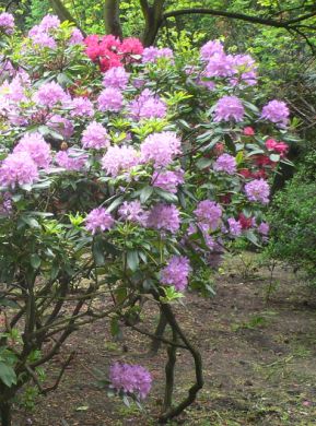 Rhododendron - Rhododendron ponticum