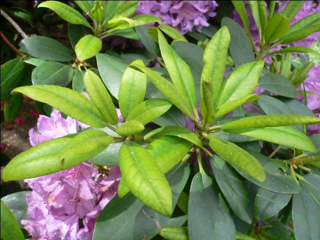 Rhododendron - Rhododendron ponticum