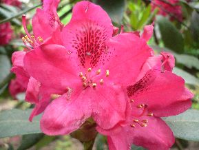 Rhododendron - Rhododendron ponticum