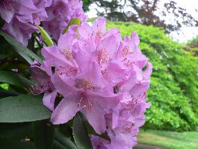 Rhododendron - Rhododendron ponticum