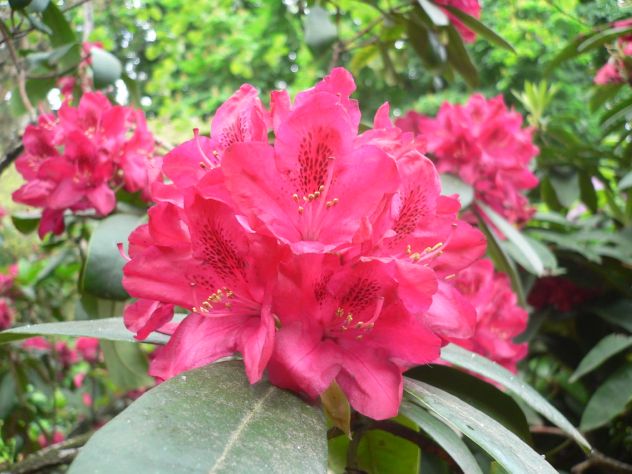 Rhododendron - Rhododendron ponticum