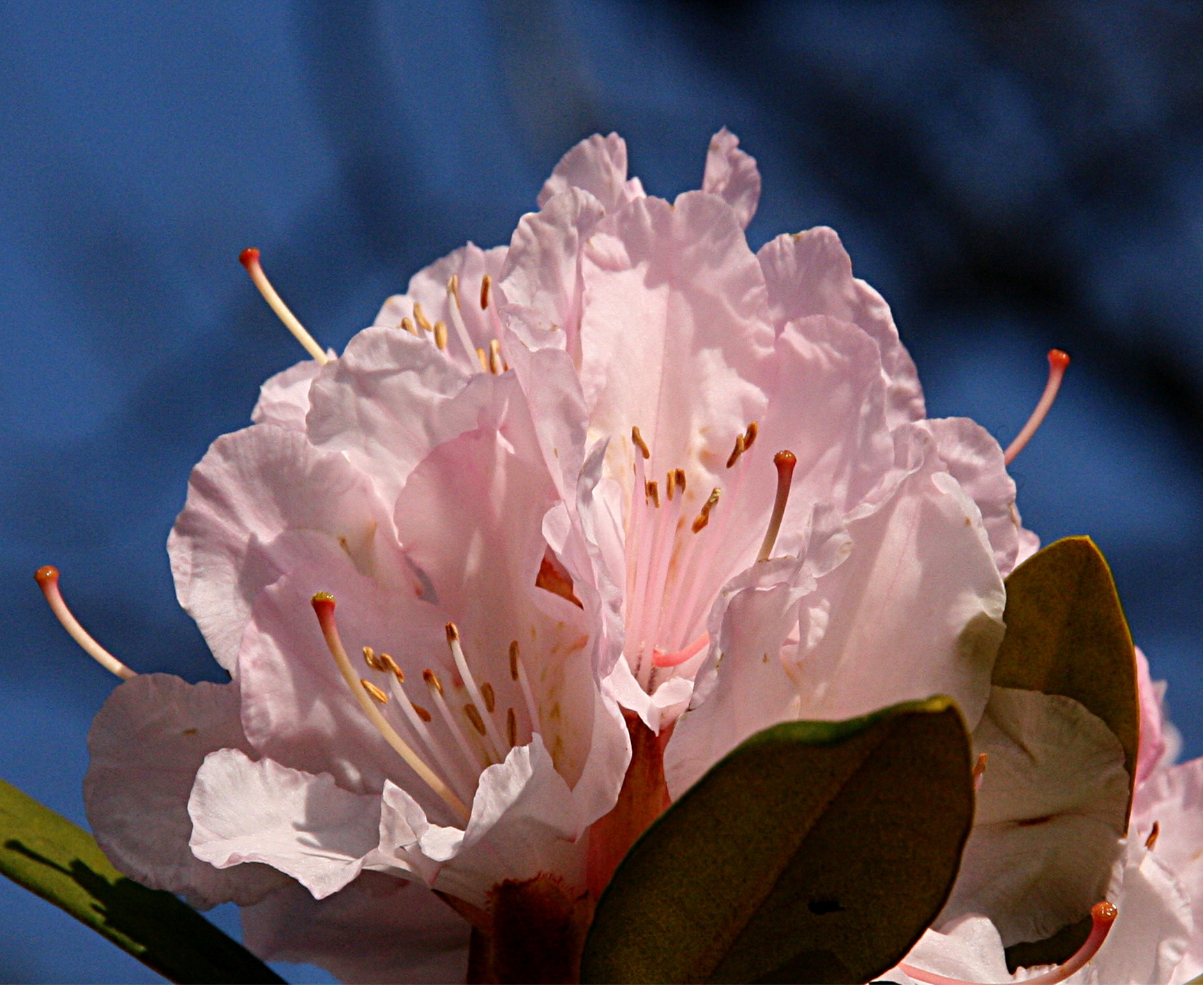 Rhododendron - Ericaceae