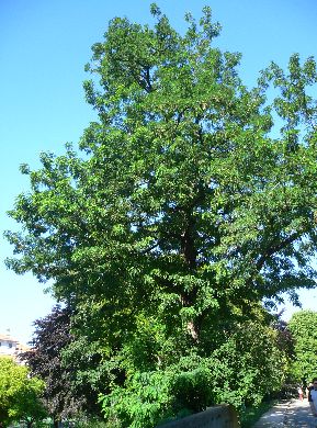 Robinier faux Acacia - Robinia pseudoacacia