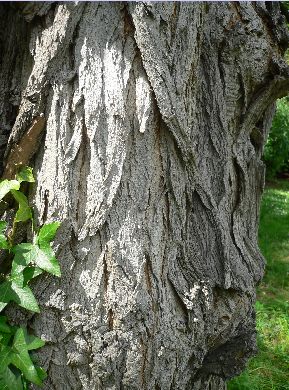 Robinier faux Acacia - Robinia pseudoacacia