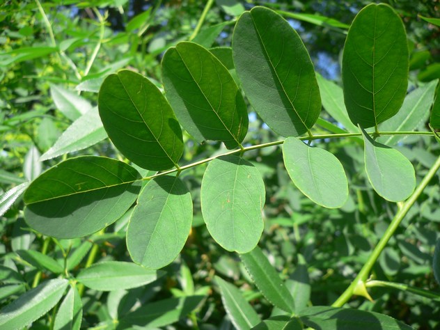 Robinier faux Acacia - Robinia pseudoacacia