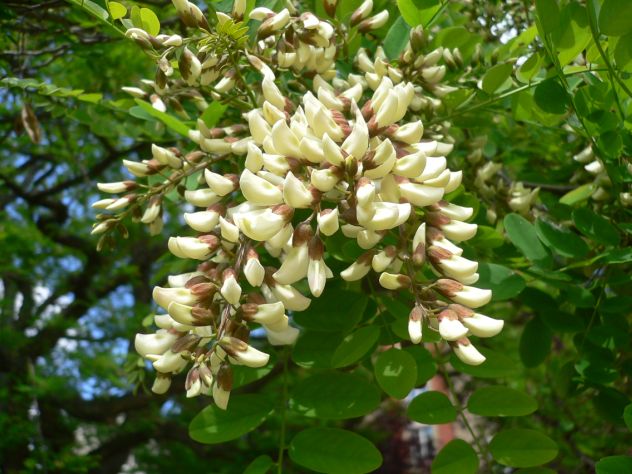 Robinier faux Acacia - Robinia pseudoacacia