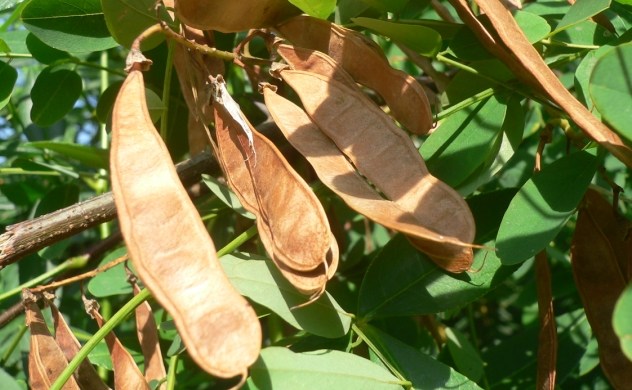 Robinier faux Accacia