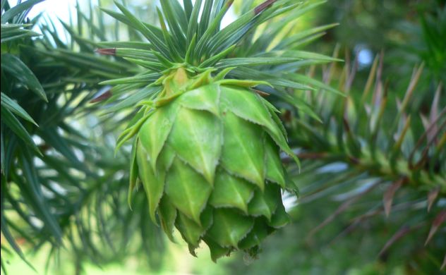 Sapin de Chine