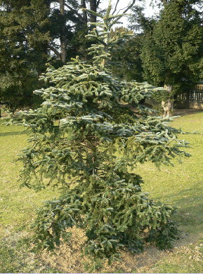 Sapin de Numidie - Abies numidica