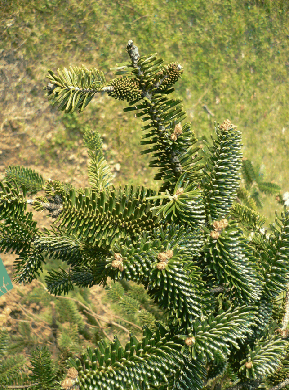 Sapin de Numidie - Abies numidica