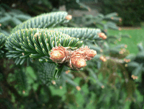 Sapin de Numidie - Abies numidica