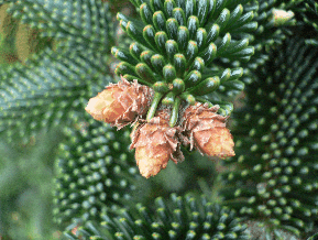 Sapin de Numidie - Abies numidica