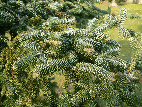 Sapin de Numidie - Abies numidica