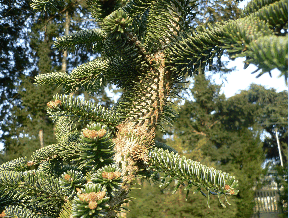 Sapin de Numidie - Abies numidica