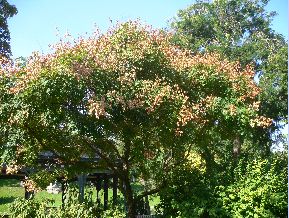 Savonnier - Koelreuteria paniculata