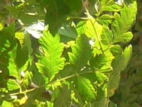 Savonnier - Koelreuteria paniculata