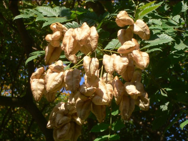 Savonnier - Koelreuteria paniculata
