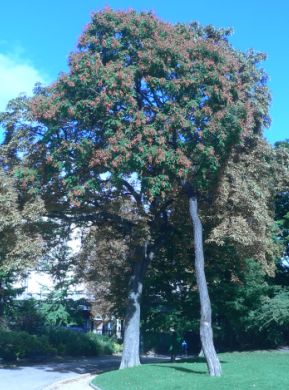 Savonnier - Koelreuteria paniculata