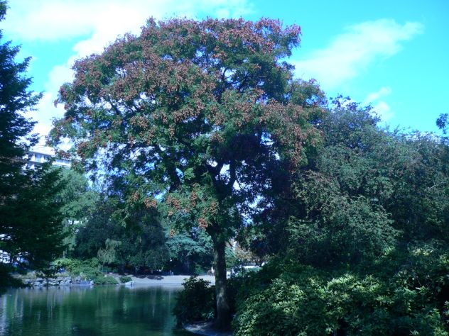 Savonnier - Koelreuteria paniculata