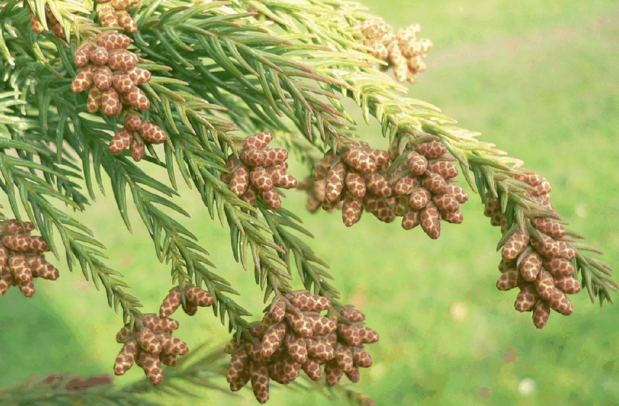 Cèdre du Japon - Cryptomeria Japonica