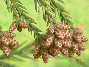 Cèdre du Japon - Cryptomeria Japonica