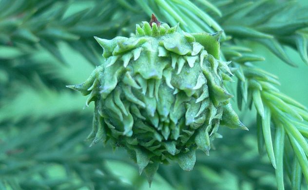 Cryptomeria Japonica