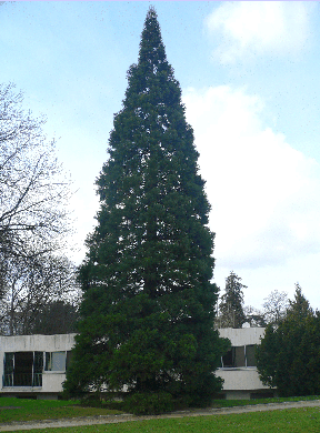 Séquoiadendron Giganteum - Wellingtonia gigantea
