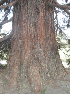 Séquoiadendron Giganteum - Wellingtonia gigantea