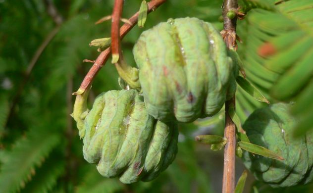 Metasequoia