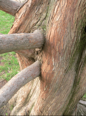 Metasequoia Glyptostroboides - Dawn Redwood
