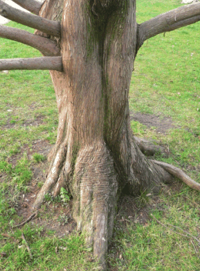 Metasequoia Glyptostroboides - Dawn Redwood