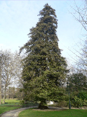 Séquoia toujours vert - Sequoia sempervirens