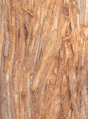 Séquoia toujours vert - Sequoia sempervirens