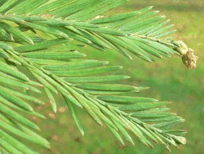 Séquoia toujours vert - Sequoia sempervirens