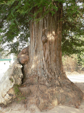 Séquoia toujours vert - Sequoia sempervirens
