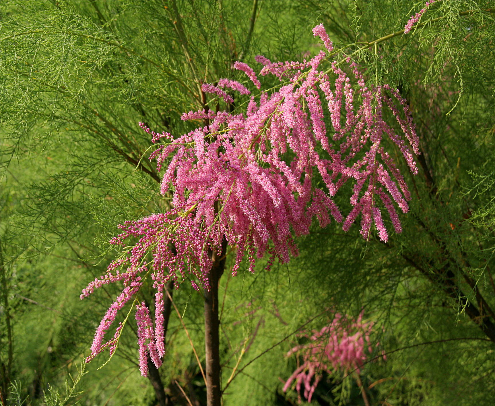 Tamaris - Tamaricaceae
