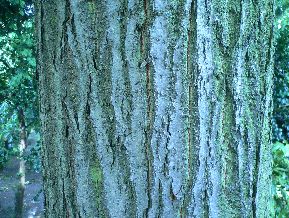 Tilleul - Tilia