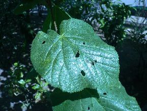 Tilleul - Tilia