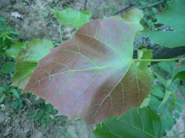 Tilleul - Tilia