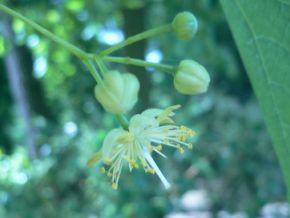 Tilleul - Tilia